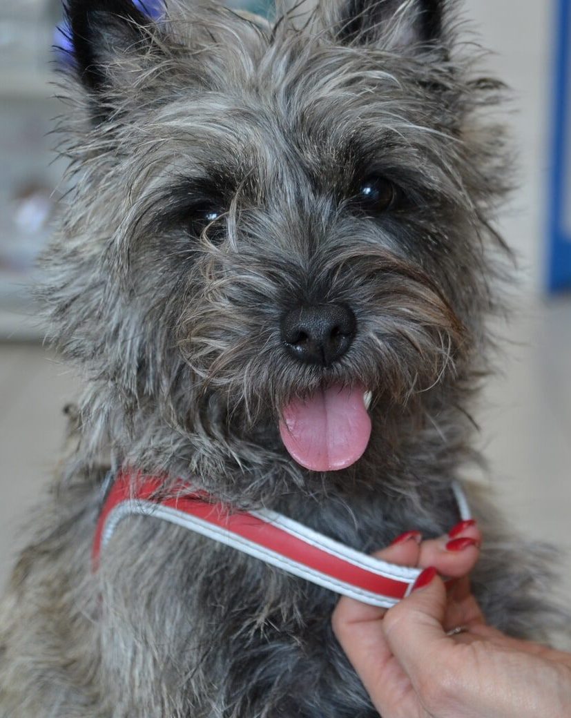 Veterinární klinika OK-VET Veterinární klinika OK-VET